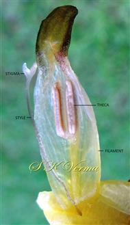 Fertile stamen and style and stigma